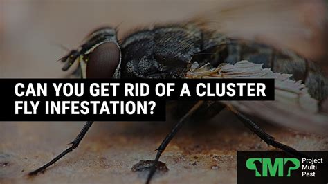 it is a large buzzing fly|How to Get Rid of Cluster Flies: 4 Easy Methods .